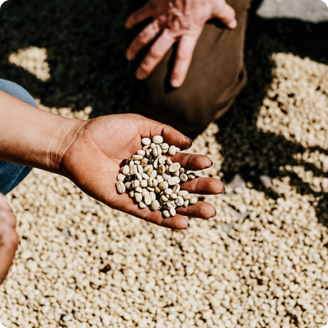 Farmer's hand holding dried coffee beans